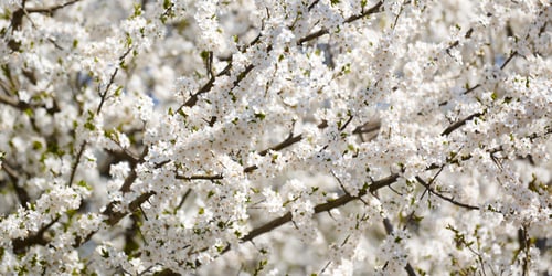Preview: White plum blossom, beautiful white flowers of prunus tree in city garden, detailed plum branch