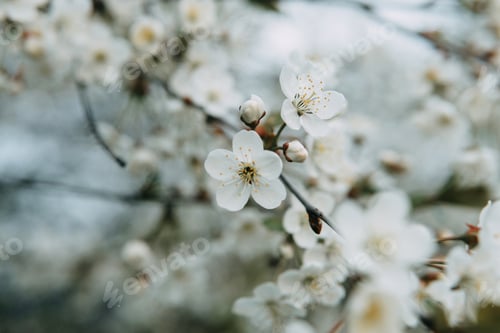 Preview: Blooming cherry branches with white flowers close-up, background of spring nature.