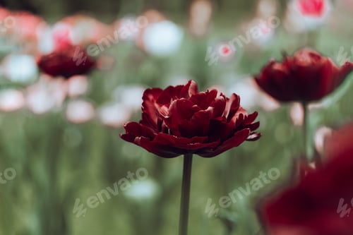 Preview: Netherlands tulips close-up selective focus Tender flower blossom garden spring season Modern toning