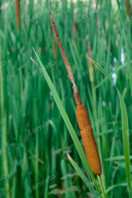 Preview: Common Bulrush (Typha Latifolia). Called Broadleaf Cattail, Great Reedmace, Cooper'S Reed, Cumbungi.
