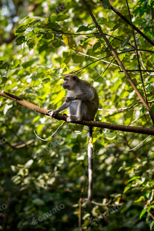 Preview: Side profile of a macaque sitting on a thin branch amidst dense tropical foliage