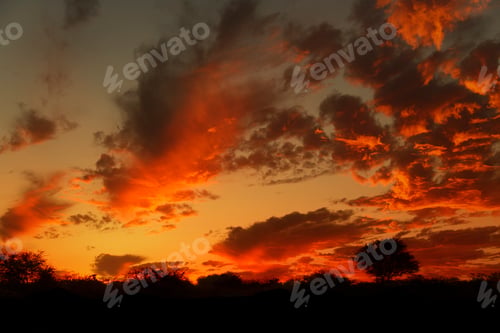 Preview: Silhouetted tree at sunset, Namibia