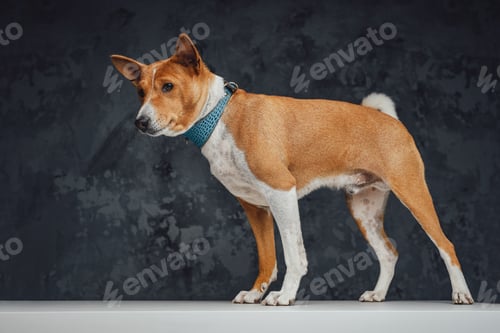 Preview: Basenji breed dog with orange fur against dark background