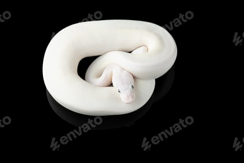 Preview: White snake ball royal python isolated on black background