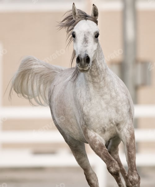 Preview: horse, mare, wilderness, stallion