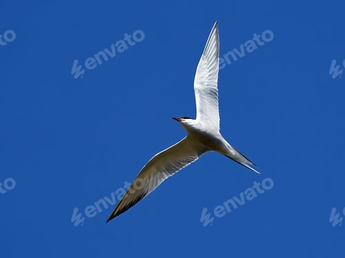 Preview: Common tern (Sterna hirundo)