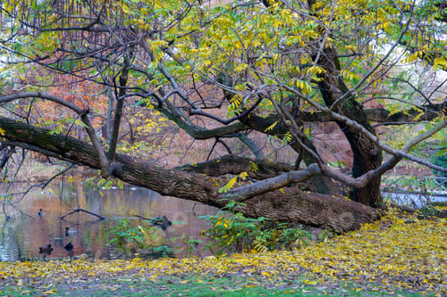 Preview: Sempione park in Milan at November