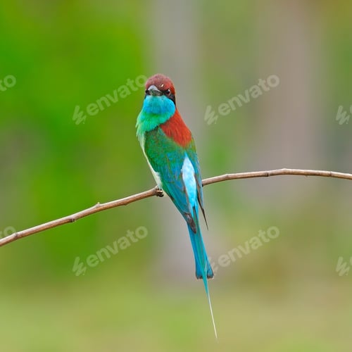 Preview: Blue-throated Bee-eater