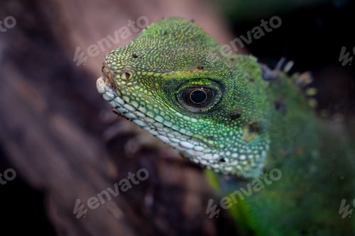 Preview: Chinese water dragon (Physignathus cocincinus) is a species of agamid lizard native to China