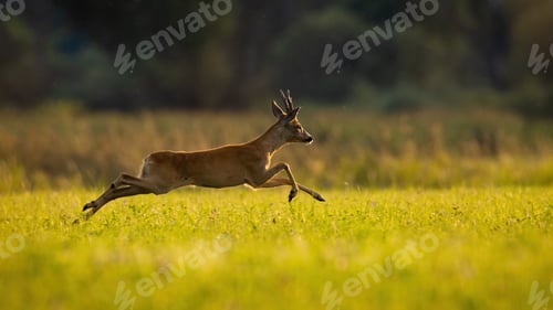 Preview: Roe deer running on green meadow in summer sunlight