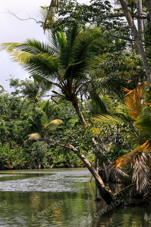 Preview: Exploring the tranquility of Indian River in Dominica surrounded by lush vegetation