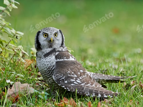 Preview: Northern Hawk Owl (Surnia ulula)