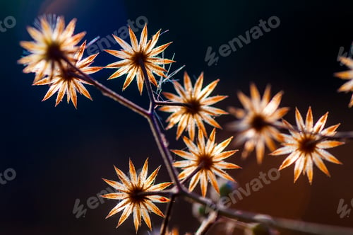 Preview: Wild flower in meadow, grass flower Nature background.