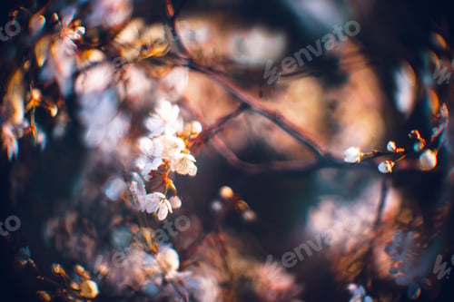 Preview: Closeup shot of a beautiful blossomed cherry tree was a beautiful spring, flowery background