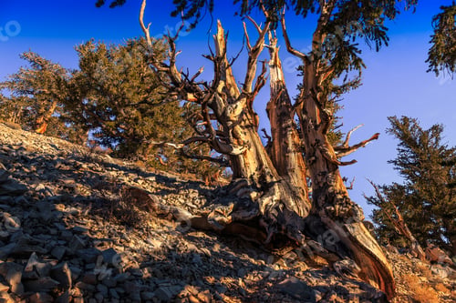 Preview: Ancient Bristlecone Pine Forest, White Mountains, California