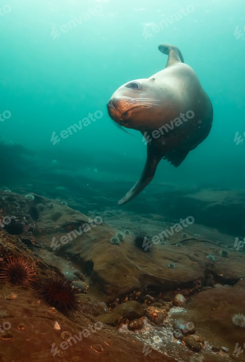 Preview: Sea Lion Swimming Underwater in the Pacific Ocean on the West Coast.