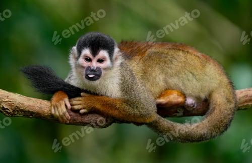 Preview: A Monkey in Costa Rica