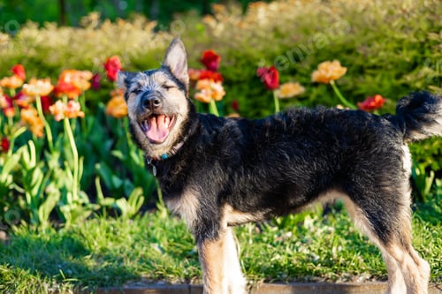 Preview: Cute small dog puppy relaxing in the garden near tulips.
