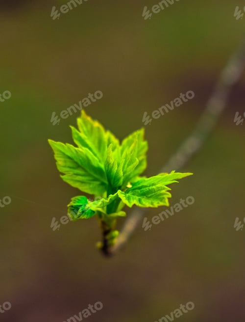 Preview: A branch on which the first green leaves bloom.Spring