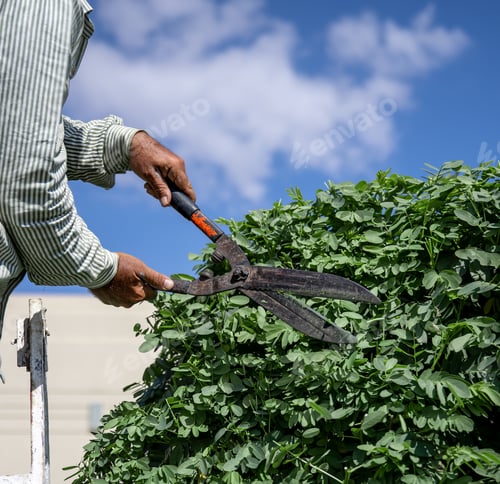 Preview: A gardener in the garden with a temporary hut cuts a tree with hedgehogs.