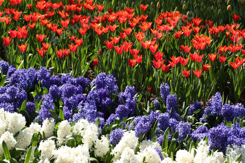 Preview: Hyacinth and tulips in a park
