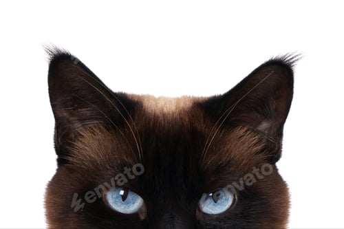 Preview: cat eyes