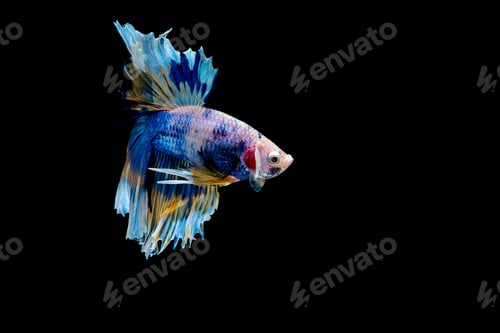 Preview: Colorful with main color of blue betta fish, Siamese fighting fish was isolated on black background