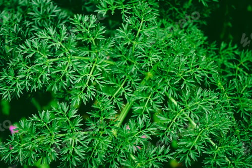 Preview: Dark green leaves organic texture