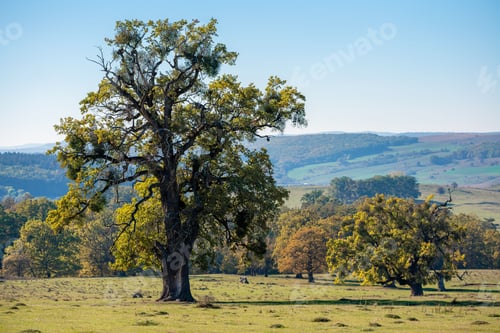 Preview: Scenic view of green trees on a grassy landscape under a clear blue sky