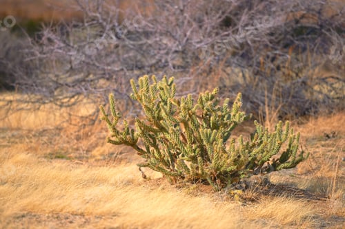 Preview: Ganders Cholla Cactus - Cylindropuntia ganderi