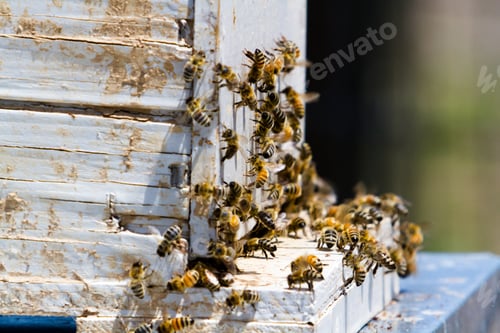 Preview: Beekeeping
