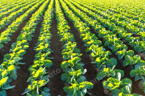 Preview: Green vegetable on the field