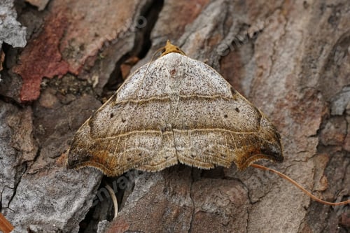 Preview: Closeup on the beautiful hook-tip geometer moth, Laspeyria flexula on a piece of wood in the garden