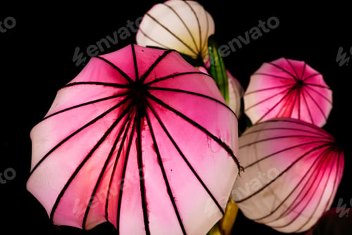 Preview: Floral shaped illuminated lanterns.