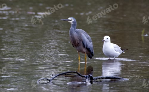 Preview: Playford wetlands perched on tree branches by a pond, standing side by side