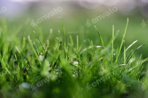 Preview: Green grass in spring, close-up photo