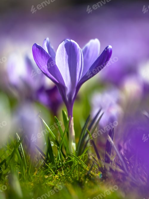 Preview: Crocus blooming in first sun of march