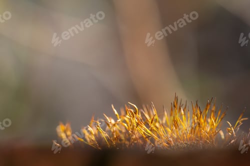 Preview: Sunlit moss on a brick wall background