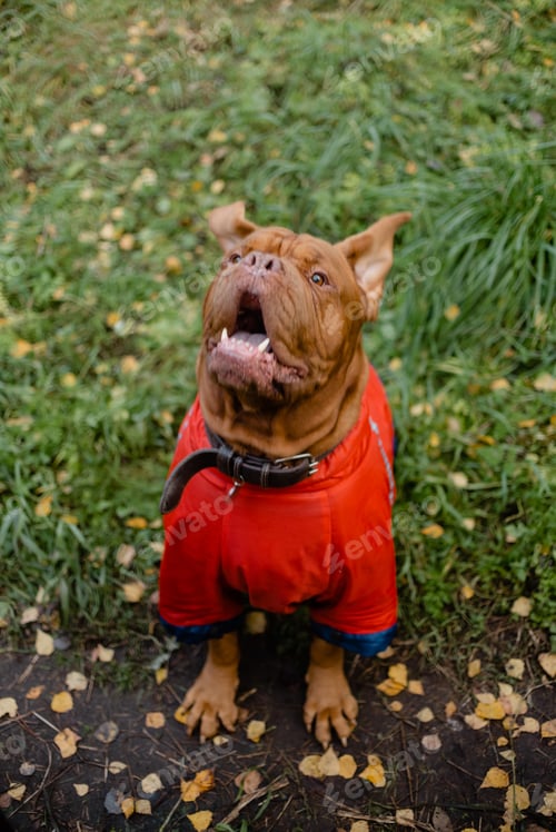 Preview: A dog wearing dog waterproof coat clothes. Taking care of pets and active lifestyle concept