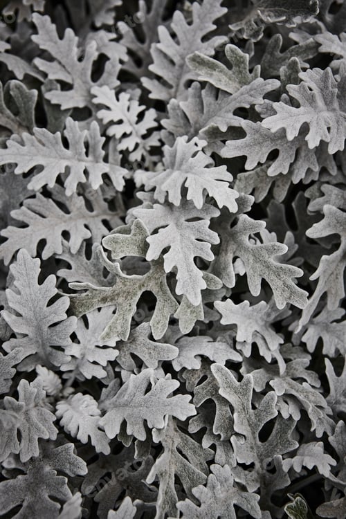 Preview: Centaurea cineraria green leaves plant textured background. Decorative garden