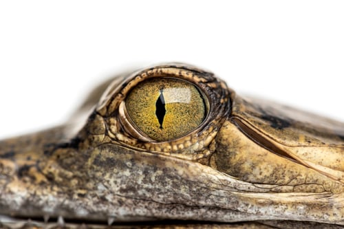 Preview: Close-up on a eye of a Fish-eating crocodile, Gavial, Gavialis gangeticus, isolated on white