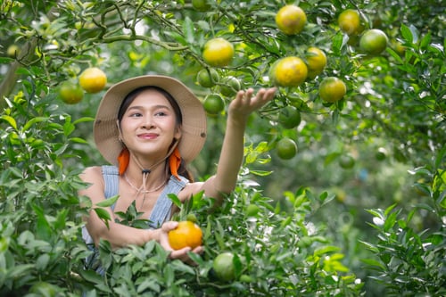 Preview: Orange orchard owners are checking quality before harvest.Happy emotion
