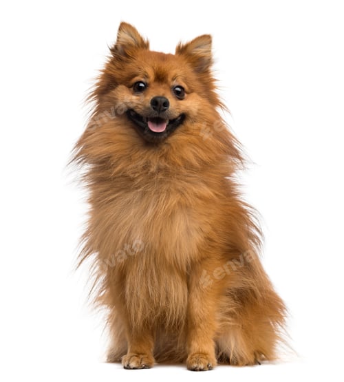 Preview: German Spitz (2 years old)