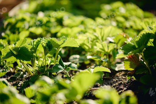 Preview: Strawberry seedlings with green leaves