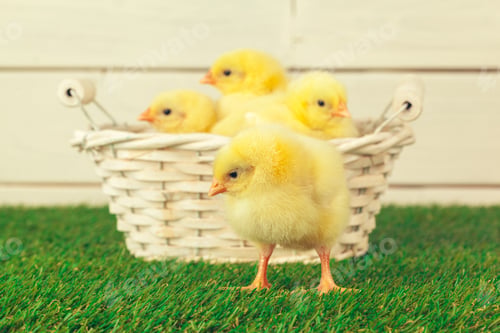 Preview: Little chicken on the grass