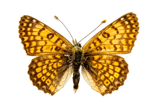 Preview: Skipper butterfly