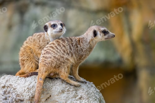 Preview: Meerkat in the zoo park