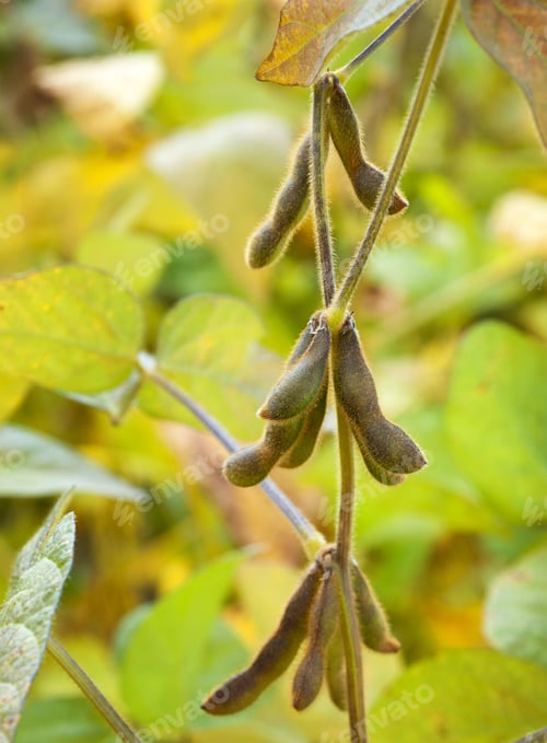 Preview: green spotted, hairy soybean pods ripen in the field, close up, harvest time