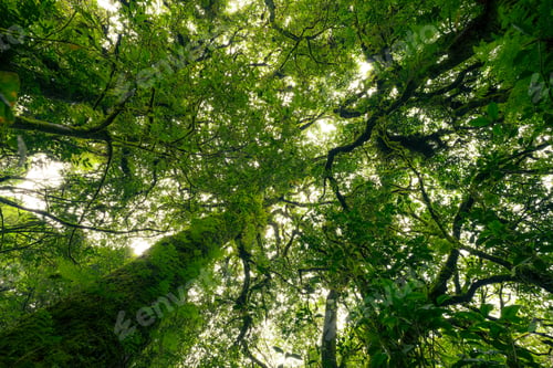 Preview: Looking up view of tree trunk to green leaves of tree in forest with sun light. Fresh environment
