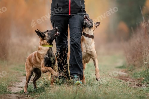 Preview: Belgian Shepherd Malinois running. Fall, Autumn. Happy dogs on the walk. Two dogs playing together